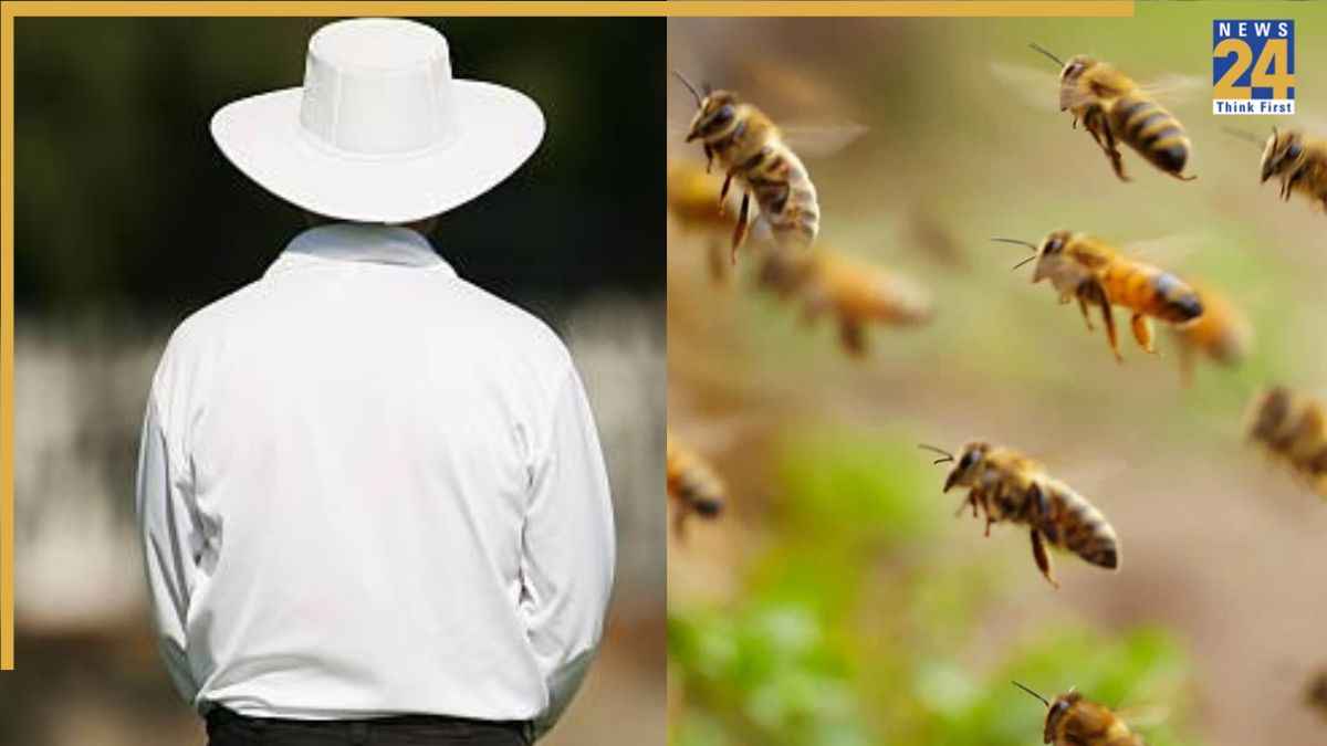 Bee Attack Umpire Death
