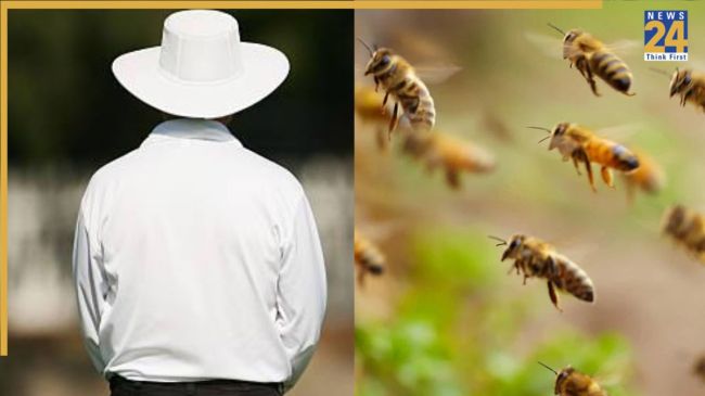 Bee Attack Umpire Death