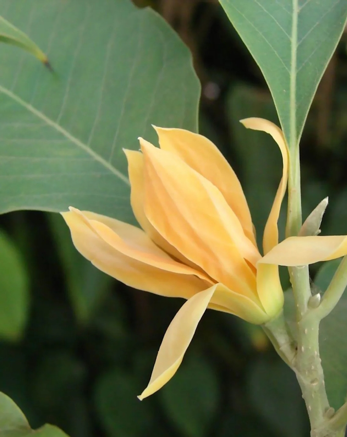 Champak flower -1-2-3