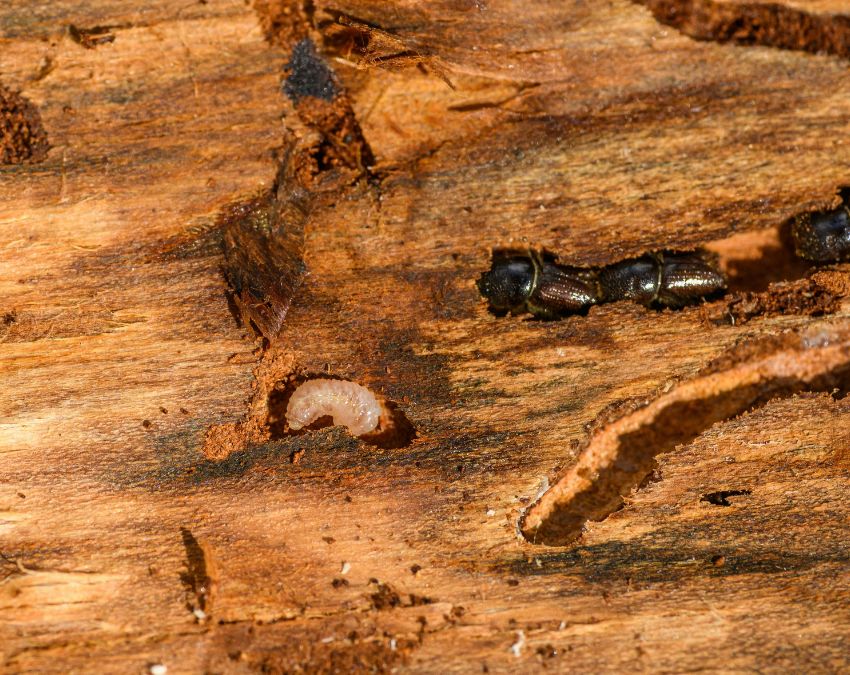 Deemak-1-2-3-4-5-6-7