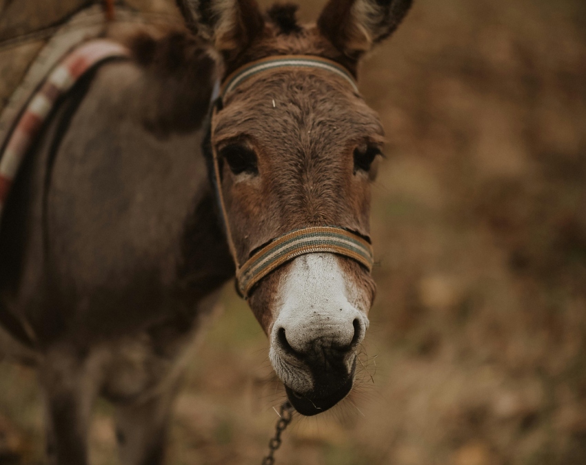 Most Expensive Milk In The World-1-2-3-4-5