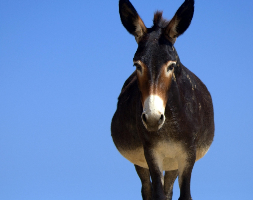 Most Expensive Milk In The World-1-2-3-4