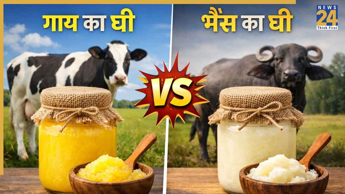 गाय का घी vs भैंस का घी, सेहत के लिए कौन ज्यादा फायदेमंद? जानिए आपके लिए कौन सा है बेस्ट