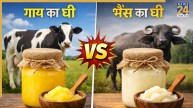 Gai Ka Ghee Vs Bhains Ka Ghee Kaun Sa Behtar Hai