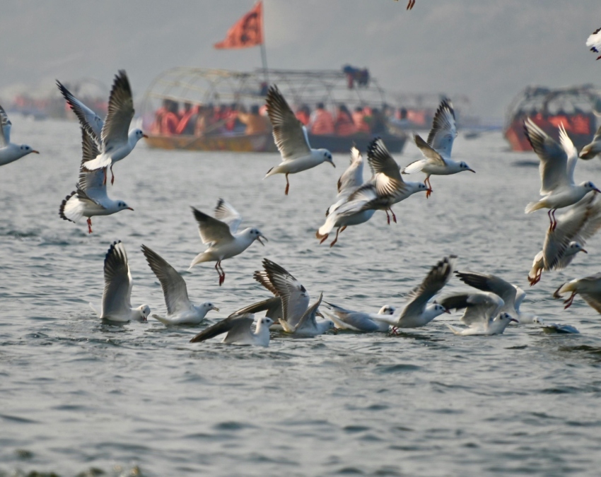 Ganga River Self Purification Ganga River Self Purification-1-2-3-4-5-6-7