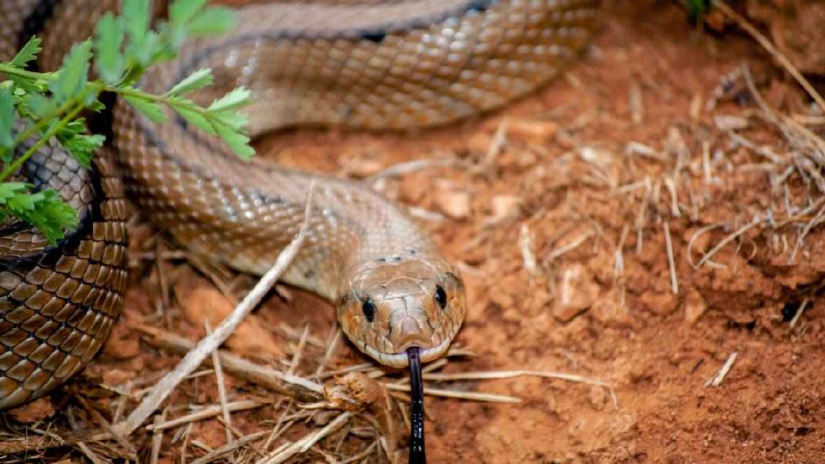 snakes habitat after winter