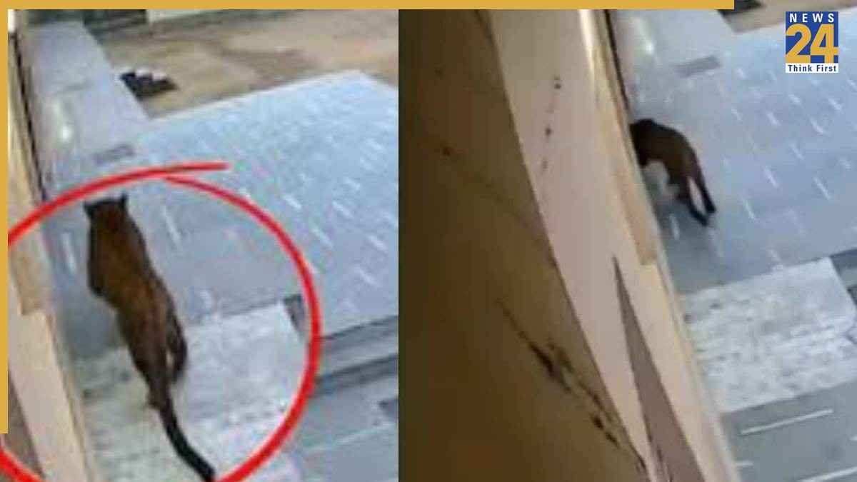 गाजियाबाद के स्कूल में घुसा तेंदुआ, परीक्षा हुई रद्द, वन विभाग की टीम ने की घेराबंदी
