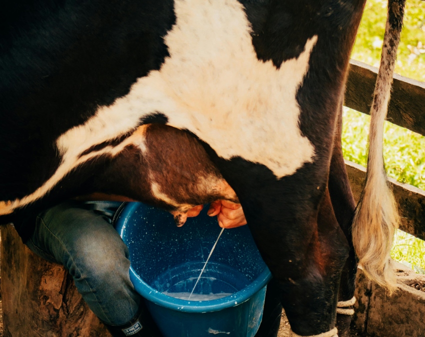 Most Expensive Milk In The World-1-2