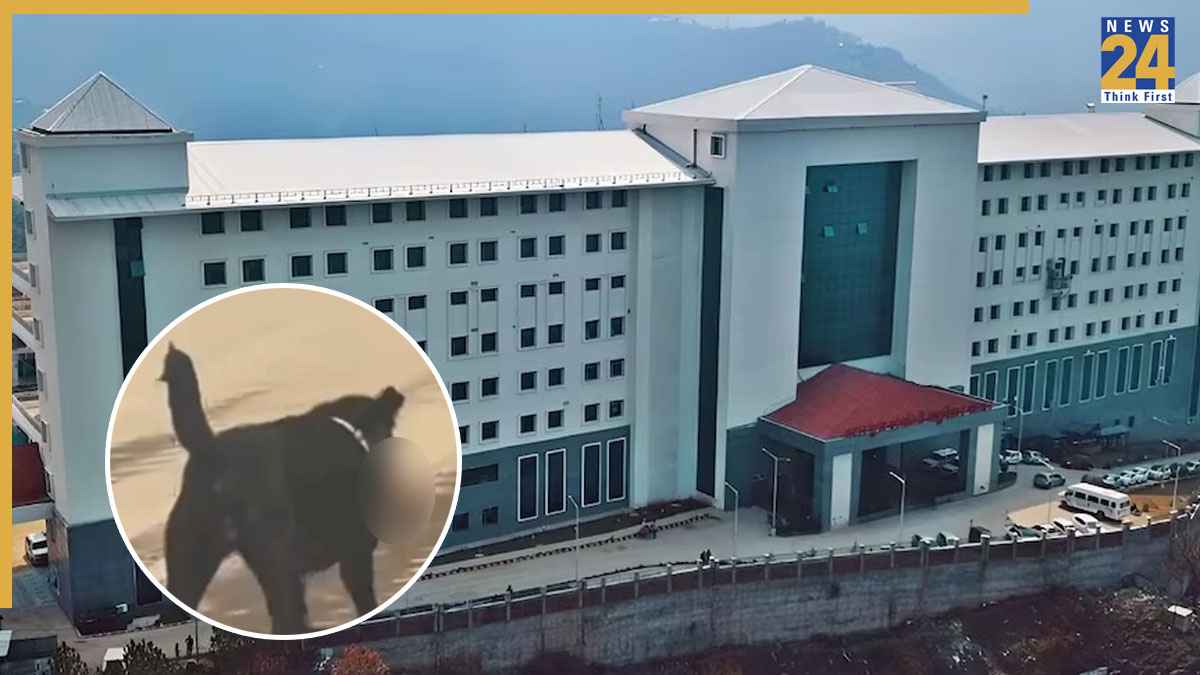 अस्पताल के बाहर 'मानव अंग' मुंह में दबाए घूमता दिखा कुत्ता, Video वायरल होने पर प्रशासन में मचा हड़कंप