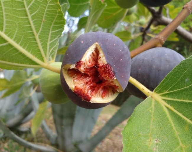 Fig Is Veg Or Non-veg-1-2-3-4-5-6-7