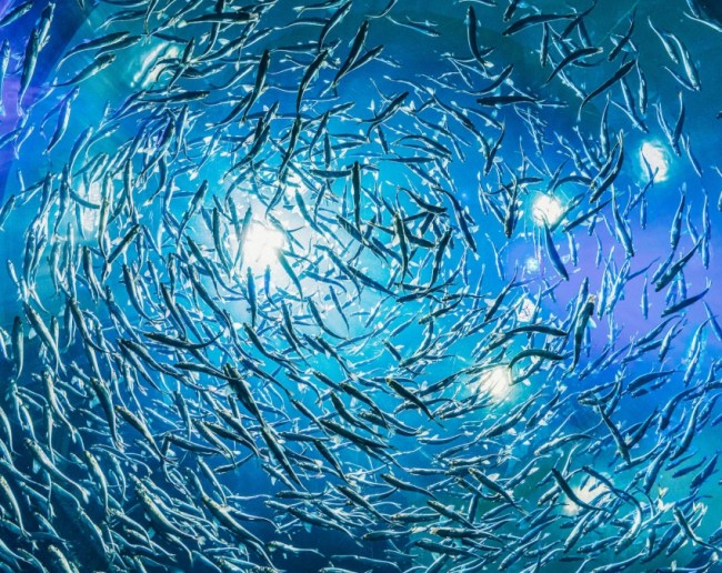 Doomsday Fish-1-2-3-4