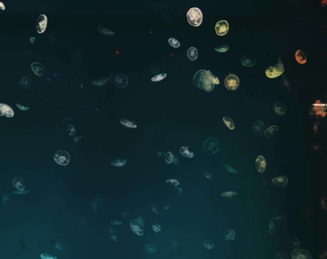 Doomsday Fish-1-2-3-4-5-6