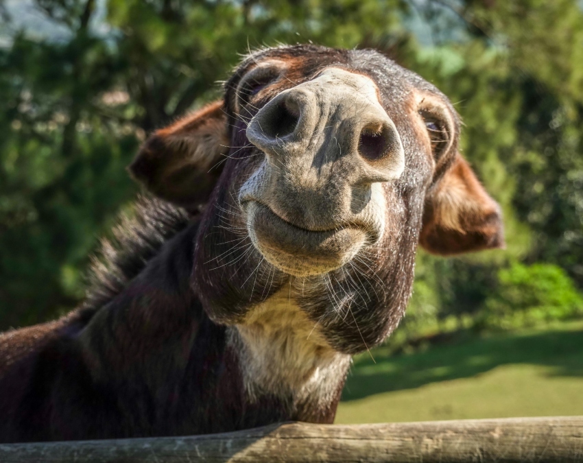 Most Expensive Milk In The World-1-2-3