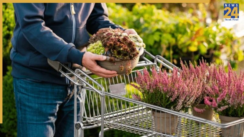 Paudhe Ki ekhbhal Kaise Kare