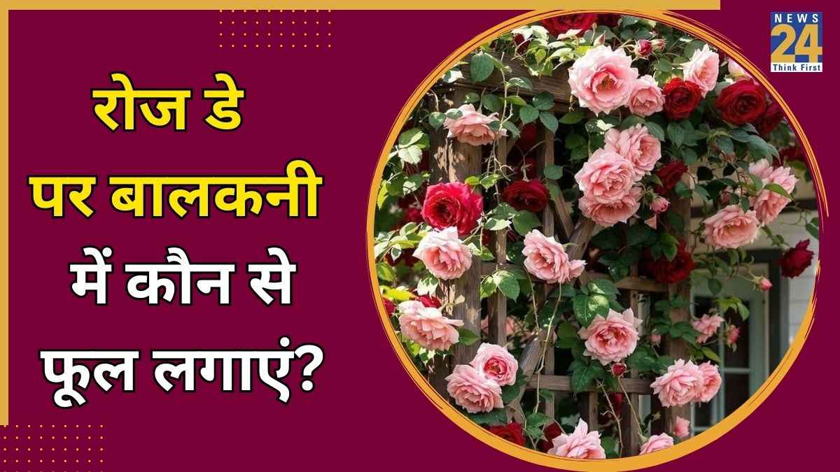 Rose Plant For Garden
