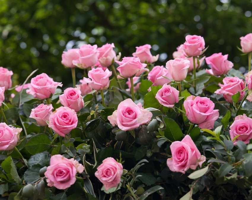 Rose Day Parks-1-2-3