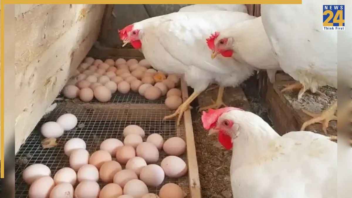 Poultry Ban: भारत समेत 40 देशों के चिकन-अंडों पर बैन; जानें सऊदी अरब ने क्यों लिया यह कड़ा फैसला?