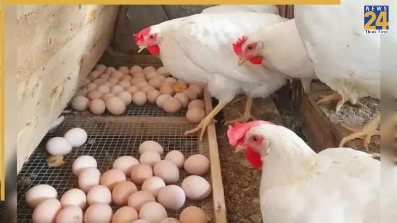 Saudi Arabia Bans indian Poultry