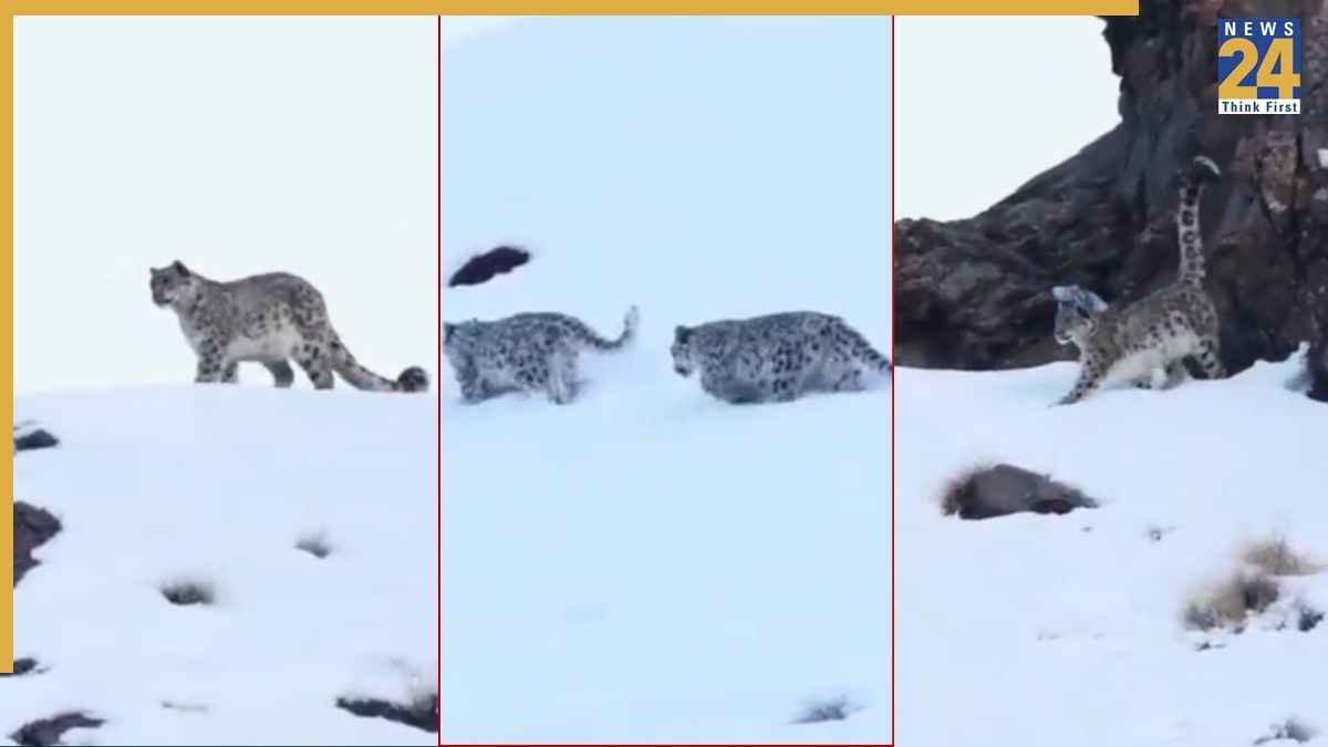 Snow Leopard Video Viral
