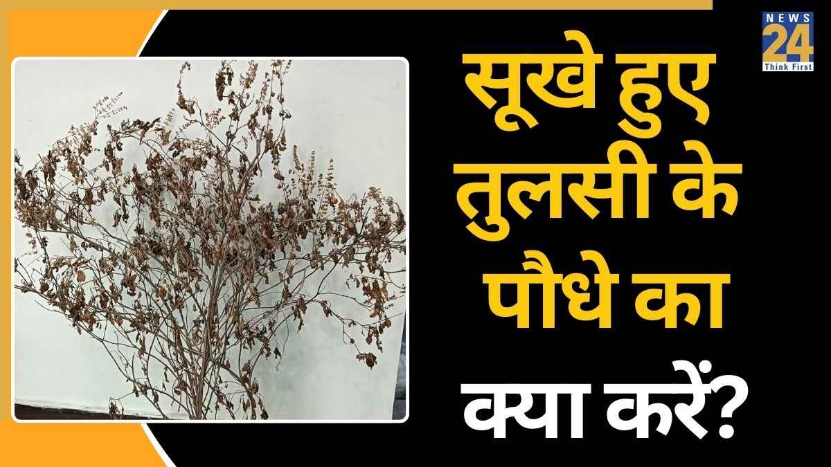 Tulsi Plant