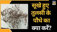 Tulsi Plant