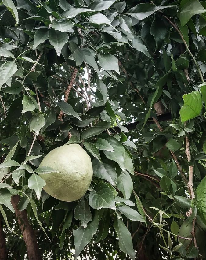 SHIV JI.jpg -1-2-3-4-5