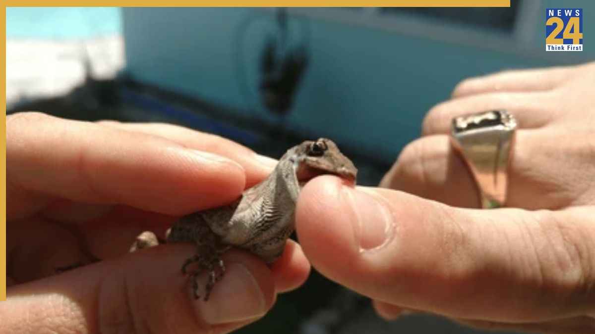 छिपकली काट ले तो क्या करें? डॉक्टर ने बताया घर पर ही किन तरीकों पर ध्यान देना चाहिए