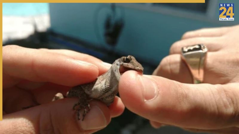 Lizard Bite Treatment