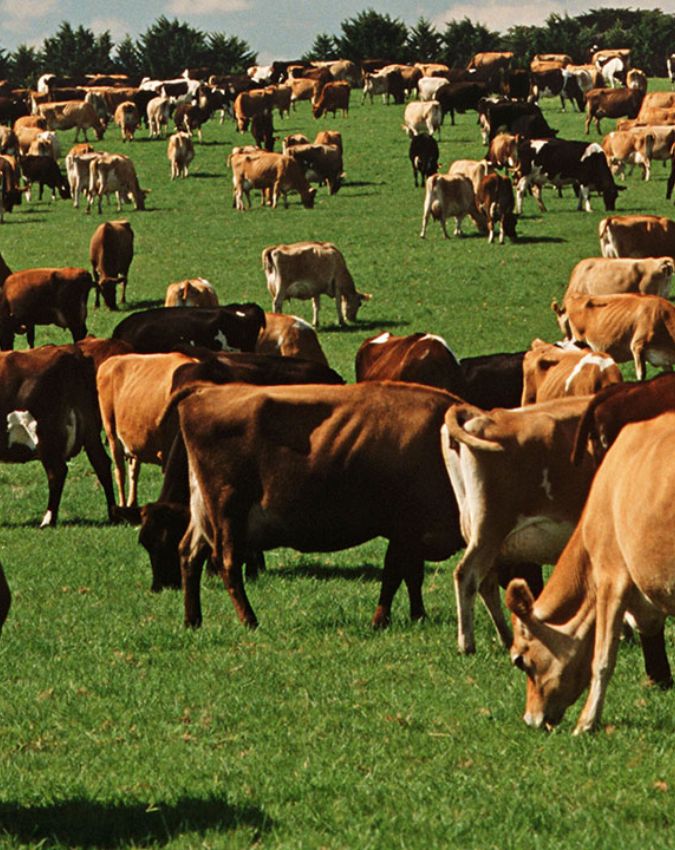 uruguay-cattle-ratio-1-2-3