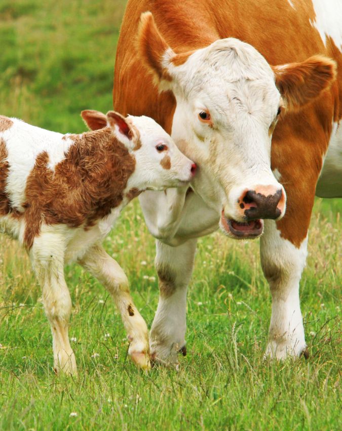 uruguay-cattle-ratio-1-2-3-4