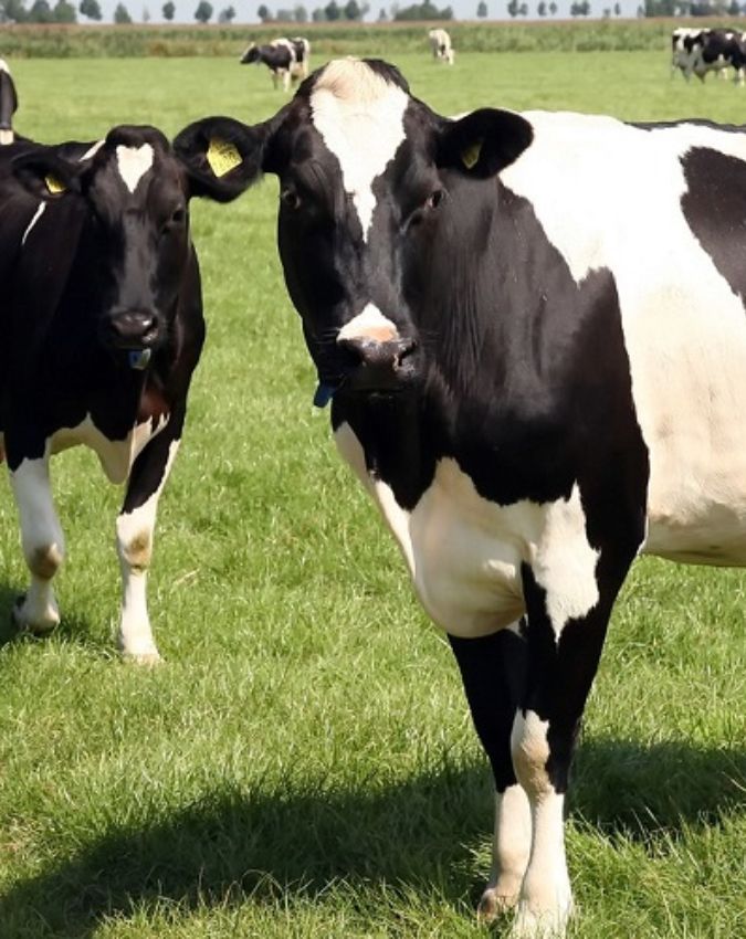 uruguay-cattle-ratio-1-2-3-4-5-6