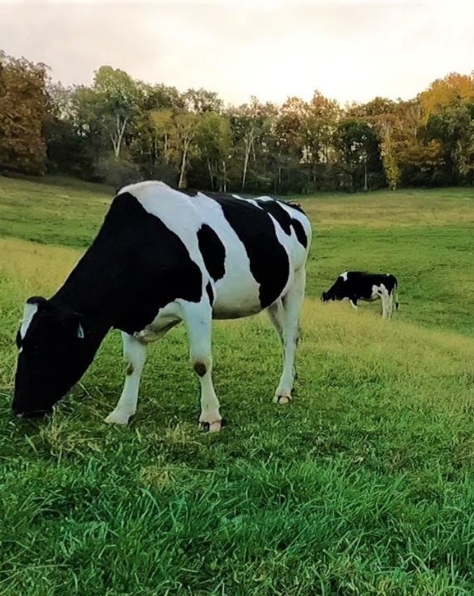 uruguay-cattle-ratio-1-2-3-4-5-6-7-8