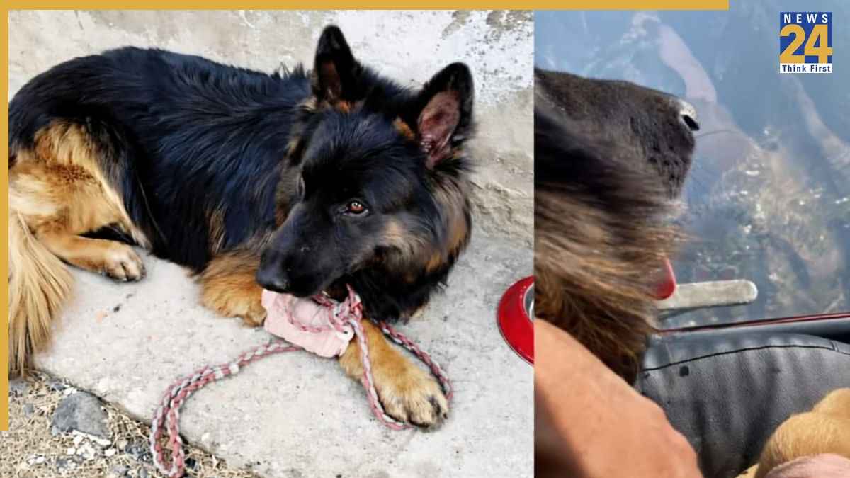 किश्तवाड़ एनकाउंटर का हीरो 'टायसन'… गोली खाकर भी नहीं रुका, बेजुबान योद्धा ने ऐसे कराया 3 आतंकियों का खात्मा