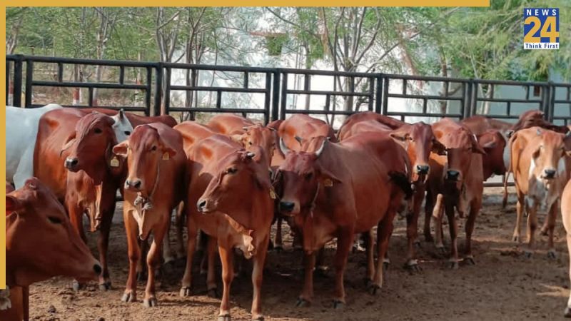 Rajasthan Cow scheme