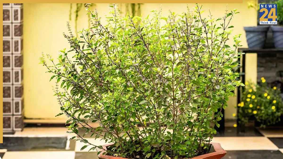 Tulsi Ka Paudha Hara Bhara Rakhna