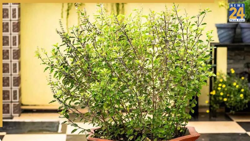 Tulsi Ka Paudha Hara Bhara Rakhna