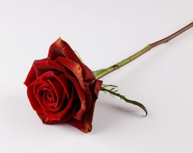Red Rose Meaning-1-2-3-4-5