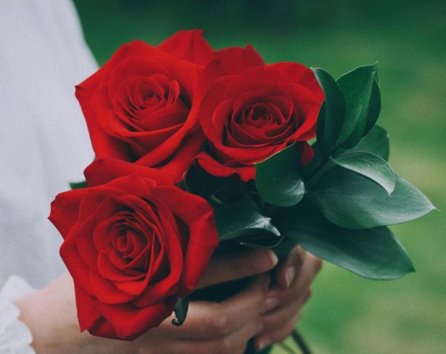 Red Rose Meaning-1-2-3
