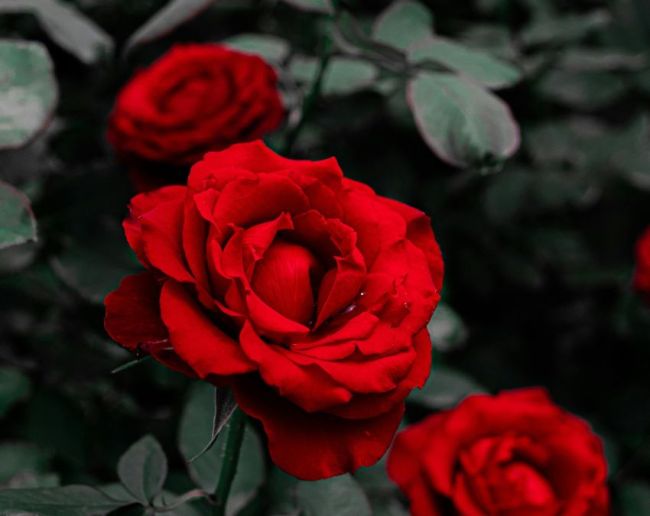 Red Rose Meaning-1-2-3-4-5-6-7