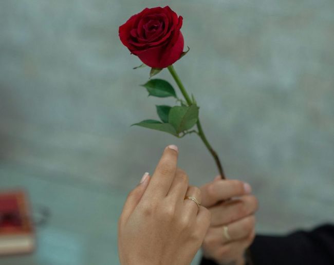 Red Rose Meaning-1-2