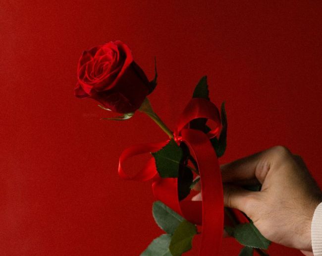 Red Rose Meaning-1-2-3-4