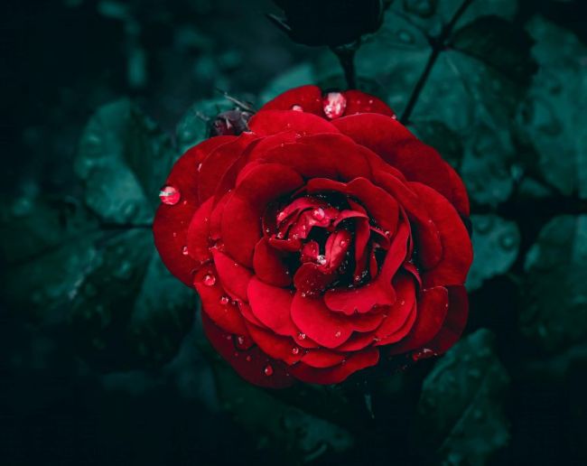 Red Rose Meaning-1-2-3-4-5-6