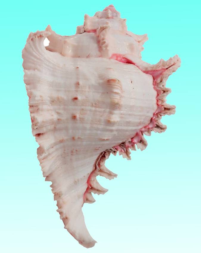 shankh ke prakar -1-2-3-4