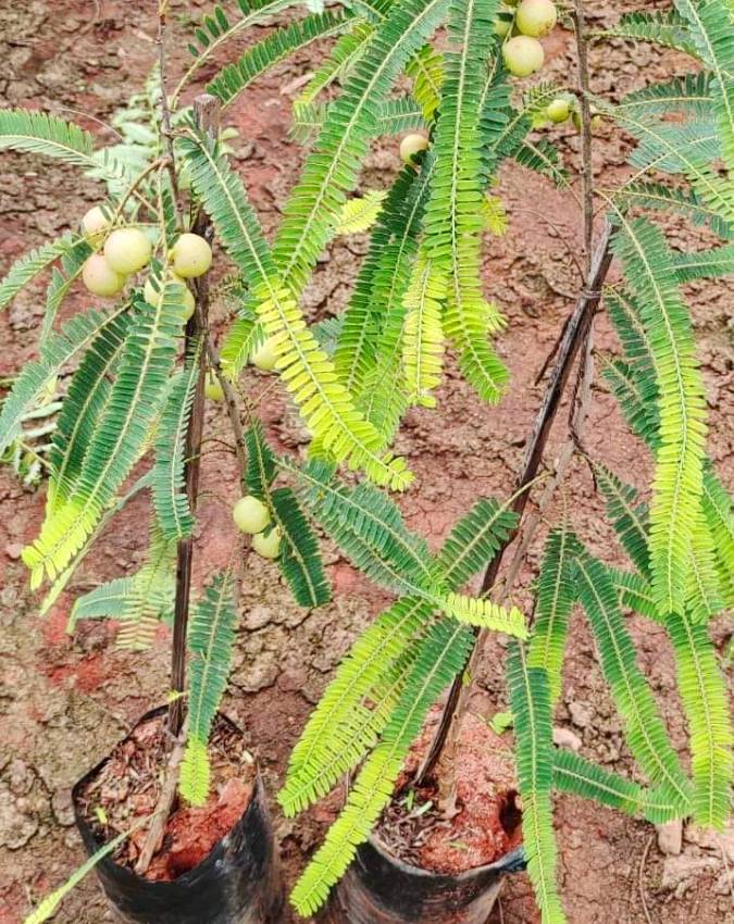 Plant-Vastu-Tips-1-2-3-4-5