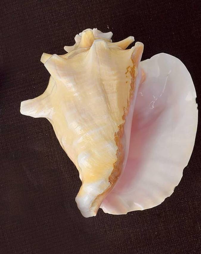 shankh ke prakar -1-2-3