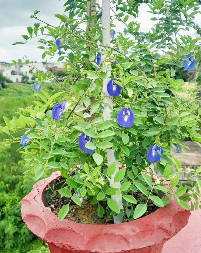 Plant-Vastu-Tips-1-2-3-4-5-6