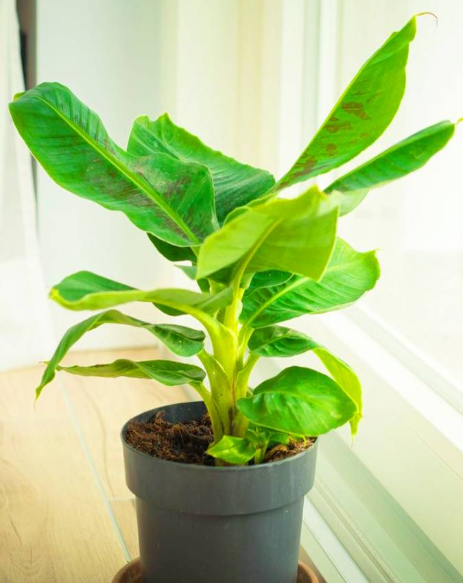 Plant-Vastu-Tips-1-2-3