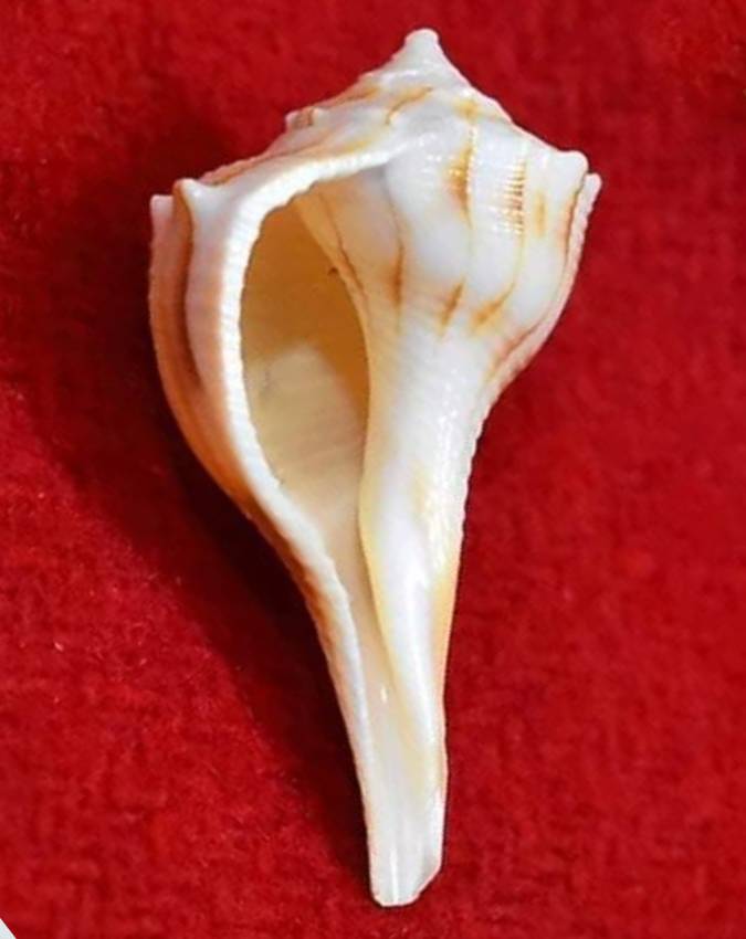 shankh ke prakar -1-2-3-4-5-6-7