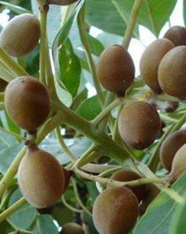 Mahashivratri-2026-1-2-3