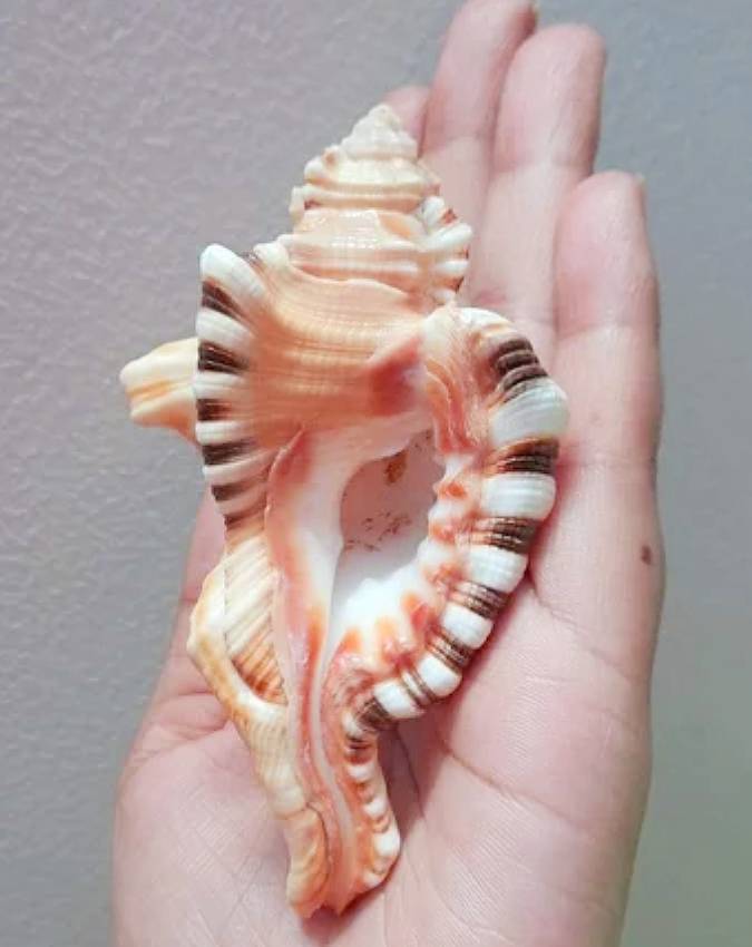 shankh ke prakar -1-2